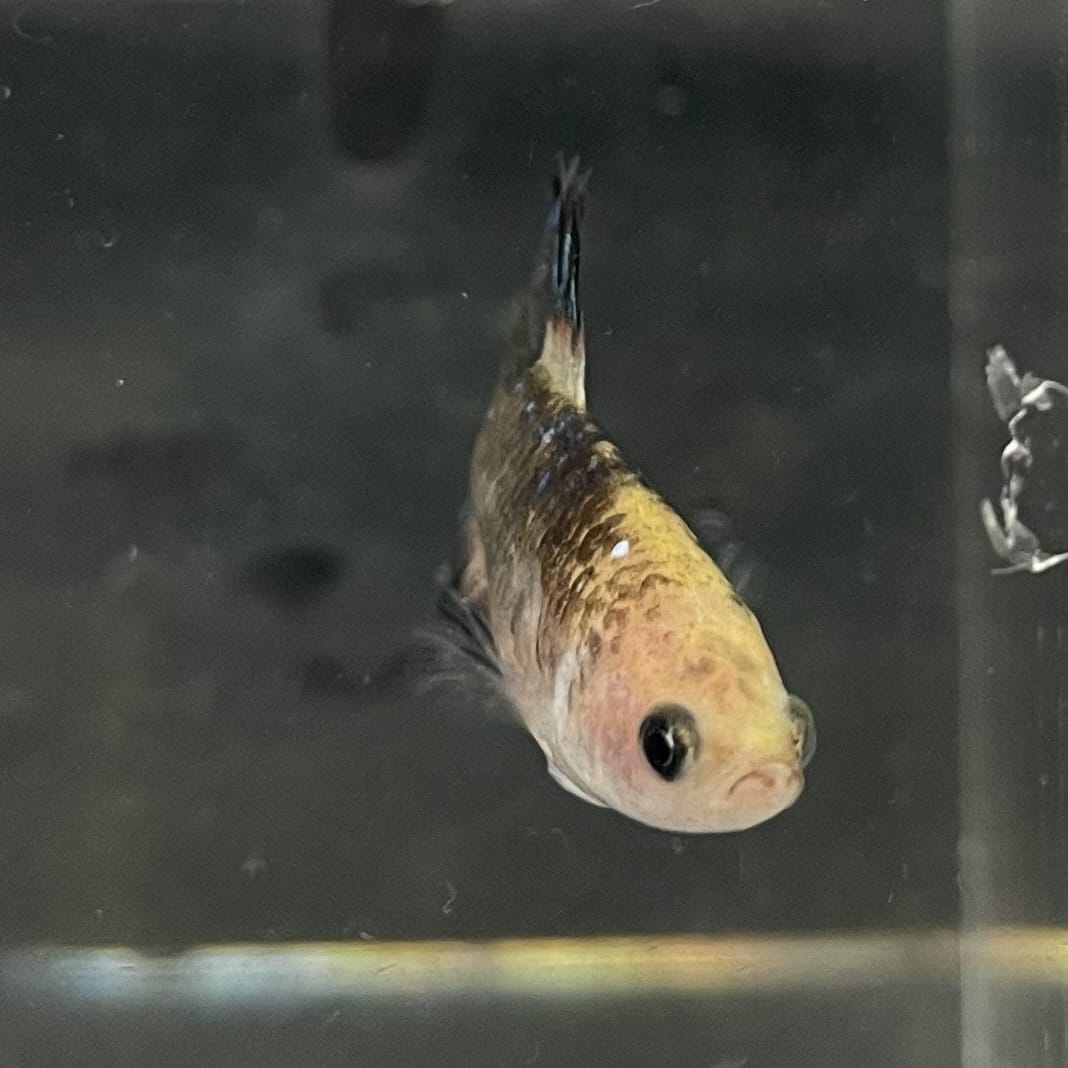 the-fish-farm Female Betta Female Betta - One Only - H Choose your own Female Betta at The Fish Farm Australia