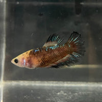 the-fish-farm Female Betta Female Betta - One Only - H Choose your own Female Betta at The Fish Farm Australia
