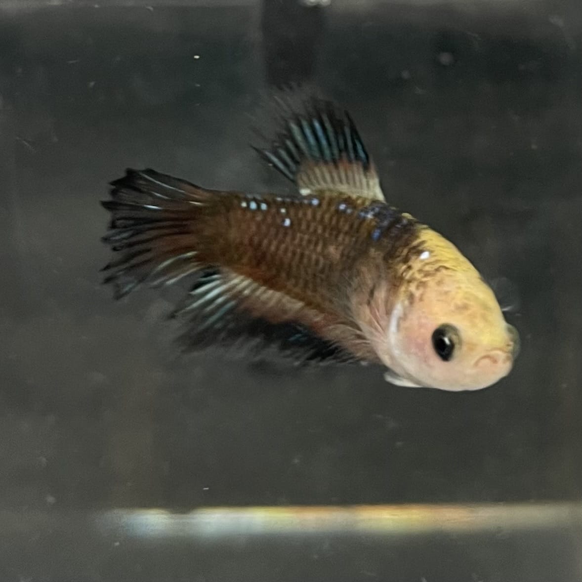 the-fish-farm Female Betta Female Betta - One Only - H Choose your own Female Betta at The Fish Farm Australia