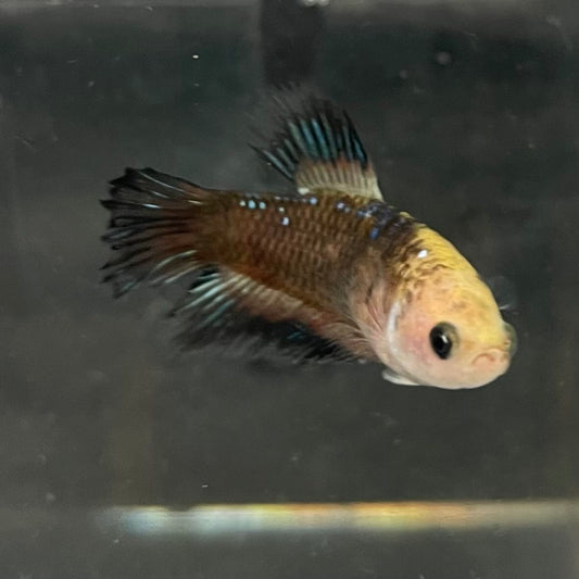 the-fish-farm Female Betta Female Betta - One Only - H Choose your own Female Betta at The Fish Farm Australia
