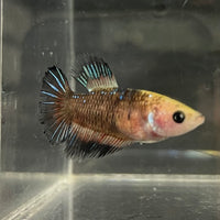 the-fish-farm Female Betta Female Betta - One Only - H Choose your own Female Betta at The Fish Farm Australia
