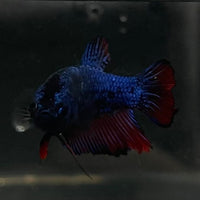 the-fish-farm Female Betta Female Betta - One Only - H Choose your own Female Betta at The Fish Farm Australia
