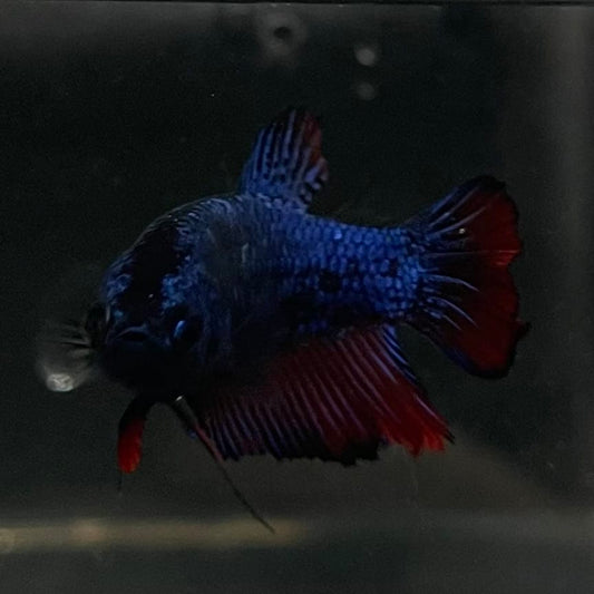 the-fish-farm Female Betta Female Betta - One Only - H Choose your own Female Betta at The Fish Farm Australia