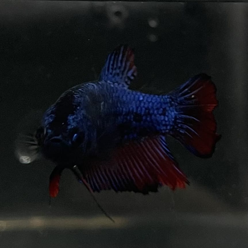 the-fish-farm Female Betta Female Betta - One Only - H Choose your own Female Betta at The Fish Farm Australia