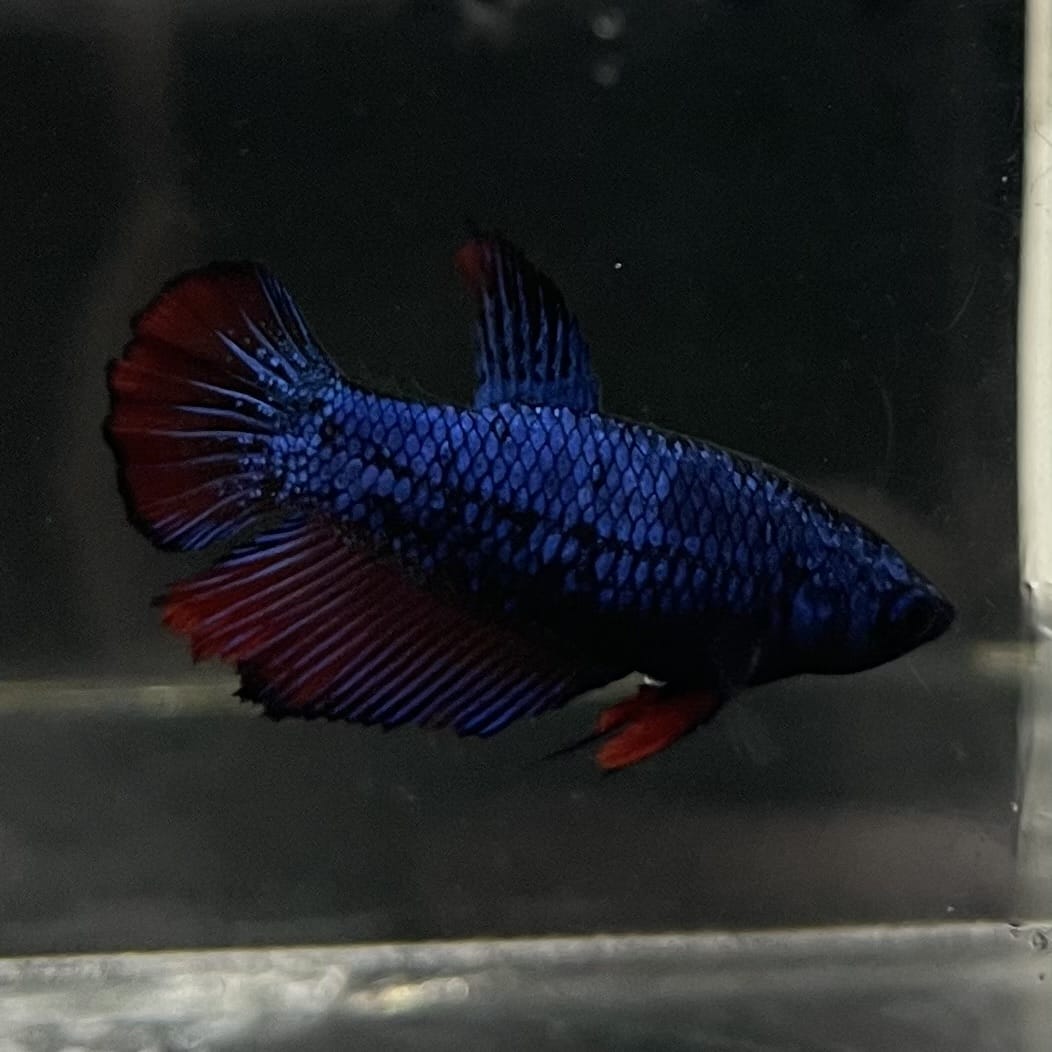 the-fish-farm Female Betta Female Betta - One Only - H Choose your own Female Betta at The Fish Farm Australia