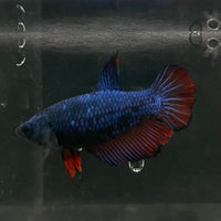 the-fish-farm Female Betta Female Betta - One Only - H Choose your own Female Betta at The Fish Farm Australia