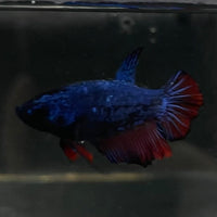 the-fish-farm Female Betta Female Betta - One Only - H Choose your own Female Betta at The Fish Farm Australia