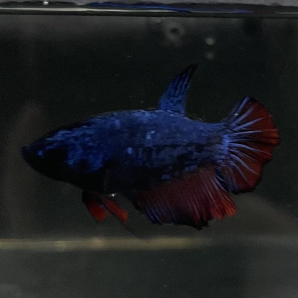 the-fish-farm Female Betta Female Betta - One Only - H Choose your own Female Betta at The Fish Farm Australia