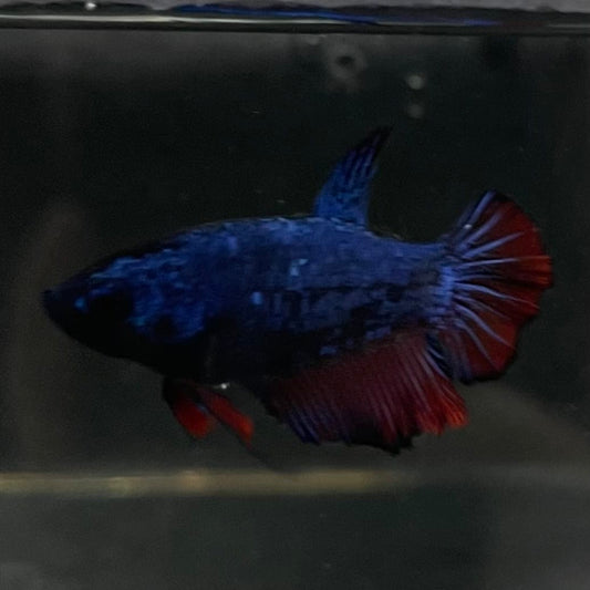 the-fish-farm Female Betta Female Betta - One Only - H Choose your own Female Betta at The Fish Farm Australia