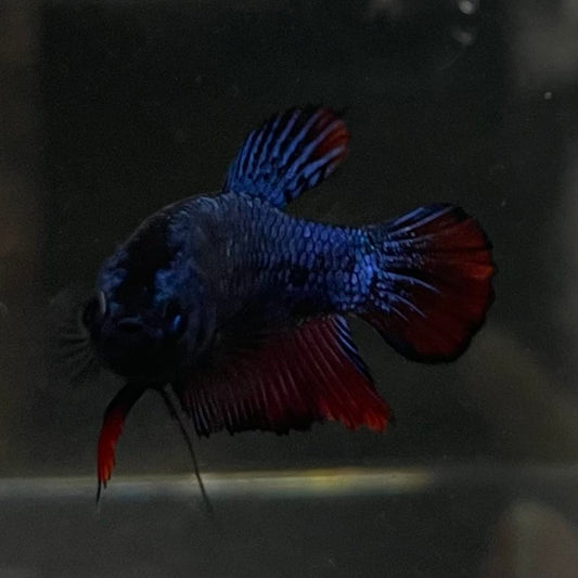 the-fish-farm Female Betta Female Betta - One Only - H Choose your own Female Betta at The Fish Farm Australia