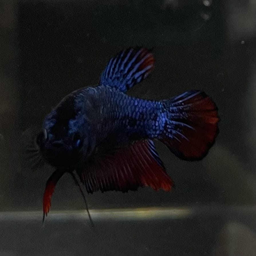the-fish-farm Female Betta Female Betta - One Only - H Choose your own Female Betta at The Fish Farm Australia