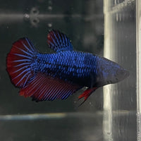 the-fish-farm Female Betta Female Betta - One Only - H Choose your own Female Betta at The Fish Farm Australia