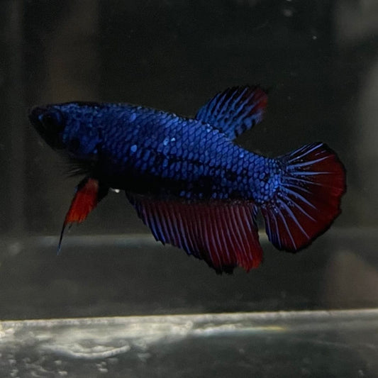 the-fish-farm Female Betta Female Betta - One Only - H Choose your own Female Betta at The Fish Farm Australia