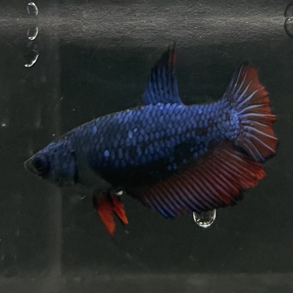 the-fish-farm Female Betta Female Betta - One Only - H Choose your own Female Betta at The Fish Farm Australia