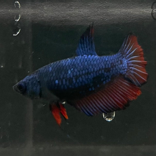 the-fish-farm Female Betta Female Betta - One Only - H Choose your own Female Betta at The Fish Farm Australia