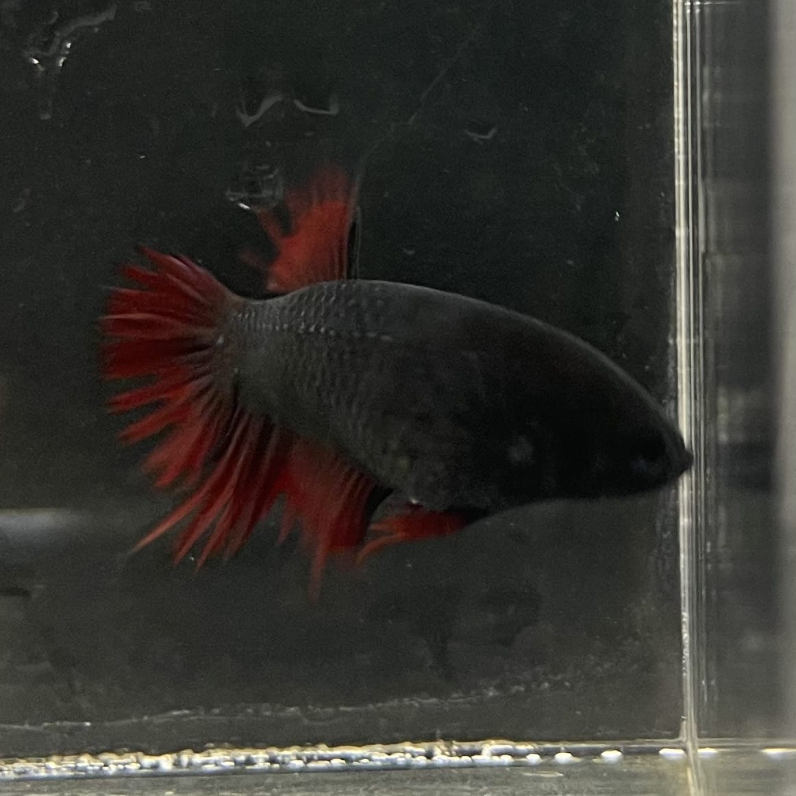 the-fish-farm Female Betta Female Betta - One Only - H Choose your own Female Betta at The Fish Farm Australia