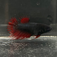 the-fish-farm Female Betta Female Betta - One Only - H Choose your own Female Betta at The Fish Farm Australia
