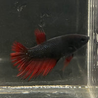 the-fish-farm Female Betta Female Betta - One Only - H Choose your own Female Betta at The Fish Farm Australia
