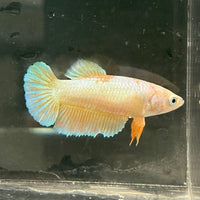 the-fish-farm Female Betta Female Betta - One Only - H Choose your own Female Betta at The Fish Farm Australia