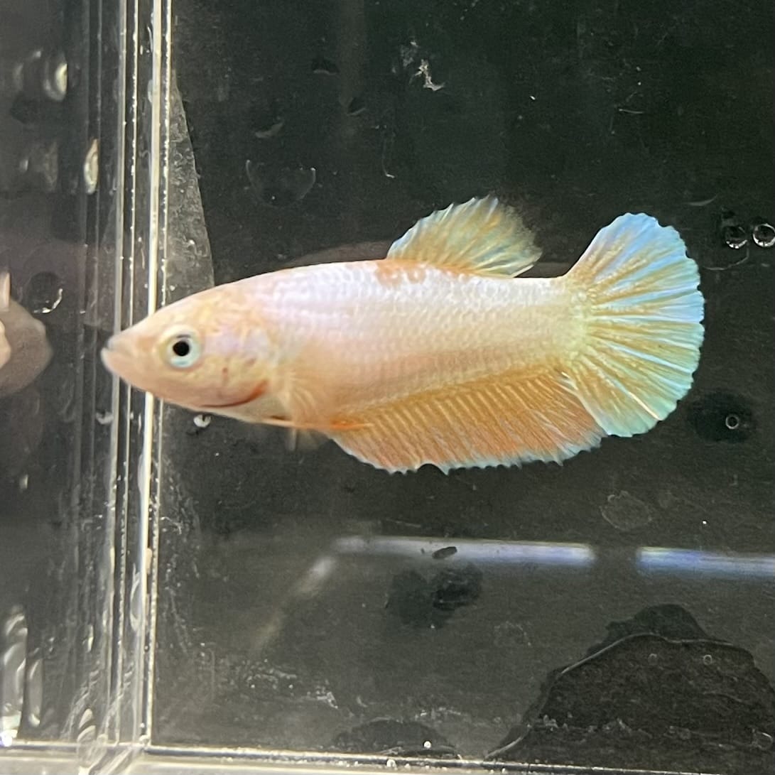 the-fish-farm Female Betta Female Betta - One Only - H Choose your own Female Betta at The Fish Farm Australia