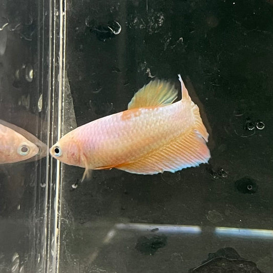the-fish-farm Female Betta Female Betta - One Only - H Choose your own Female Betta at The Fish Farm Australia
