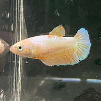 the-fish-farm Female Betta Female Betta - One Only - H Choose your own Female Betta at The Fish Farm Australia