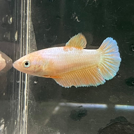 the-fish-farm Female Betta Female Betta - One Only - H Choose your own Female Betta at The Fish Farm Australia