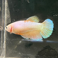 the-fish-farm Female Betta Female Betta - One Only - H Choose your own Female Betta at The Fish Farm Australia