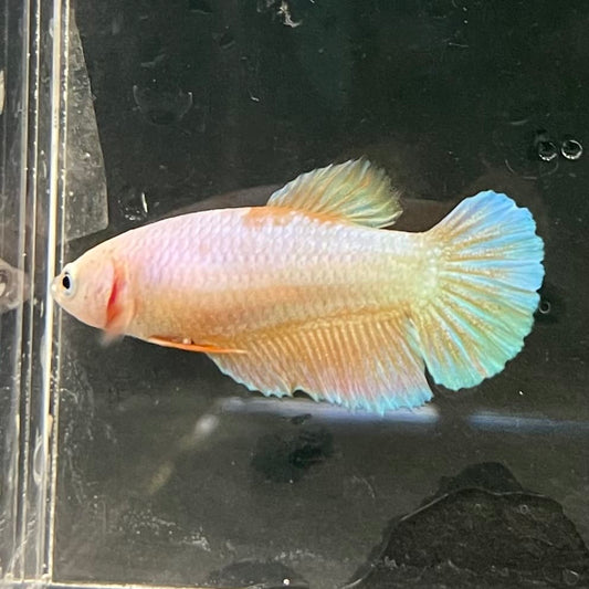the-fish-farm Female Betta Female Betta - One Only - H Choose your own Female Betta at The Fish Farm Australia