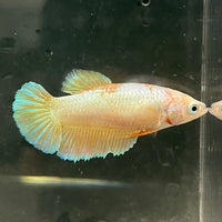 the-fish-farm Female Betta Female Betta - One Only - H Choose your own Female Betta at The Fish Farm Australia