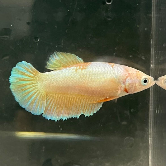 the-fish-farm Female Betta Female Betta - One Only - H Choose your own Female Betta at The Fish Farm Australia