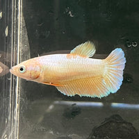 the-fish-farm Female Betta Female Betta - One Only - H Choose your own Female Betta at The Fish Farm Australia