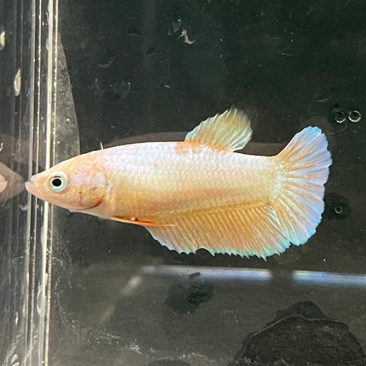 the-fish-farm Female Betta Female Betta - One Only - H Choose your own Female Betta at The Fish Farm Australia