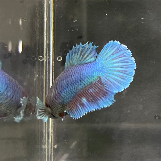 the-fish-farm Female Betta Female Betta - One Only - I Choose your own Female Betta at The Fish Farm Australia
