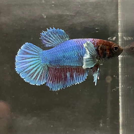 the-fish-farm Female Betta Female Betta - One Only - I Choose your own Female Betta at The Fish Farm Australia
