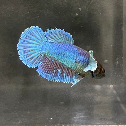 the-fish-farm Female Betta Female Betta - One Only - I Choose your own Female Betta at The Fish Farm Australia