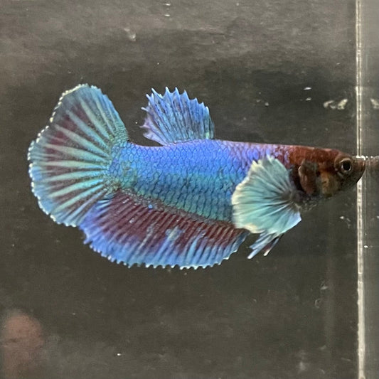 the-fish-farm Female Betta Female Betta - One Only - I Choose your own Female Betta at The Fish Farm Australia