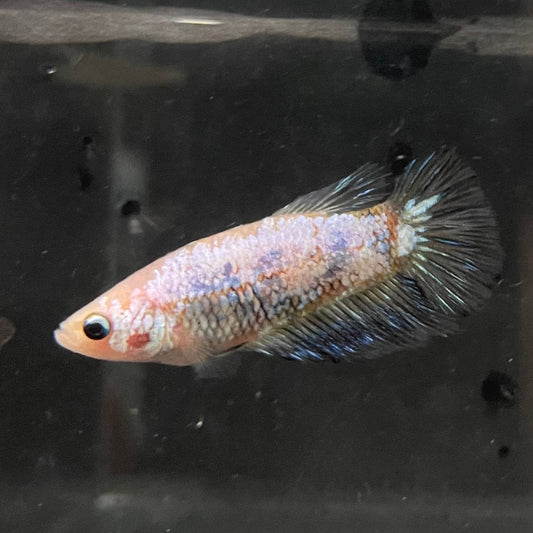the-fish-farm Female Betta Female Betta - One Only - I Choose your own Female Betta at The Fish Farm Australia