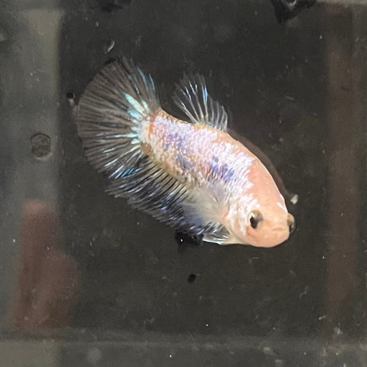 the-fish-farm Female Betta Female Betta - One Only - I Choose your own Female Betta at The Fish Farm Australia