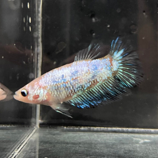 the-fish-farm Female Betta Female Betta - One Only - I Choose your own Female Betta at The Fish Farm Australia