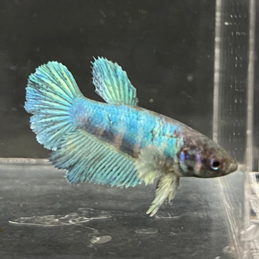 the-fish-farm Female Betta Female Betta - One Only - I Choose your own Female Betta at The Fish Farm Australia