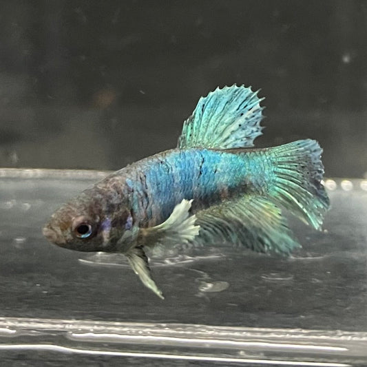 the-fish-farm Female Betta Female Betta - One Only - I Choose your own Female Betta at The Fish Farm Australia