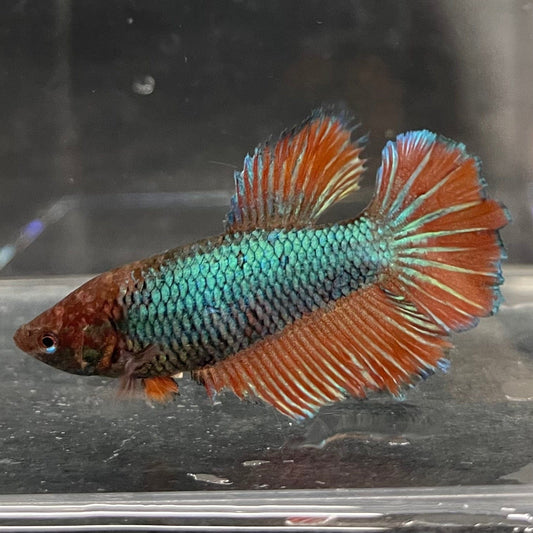 the-fish-farm Female Betta Female Betta - One Only - I Choose your own Female Betta at The Fish Farm Australia