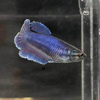 the-fish-farm Female Betta Female Betta - One Only - I Choose your own Female Betta at The Fish Farm Australia