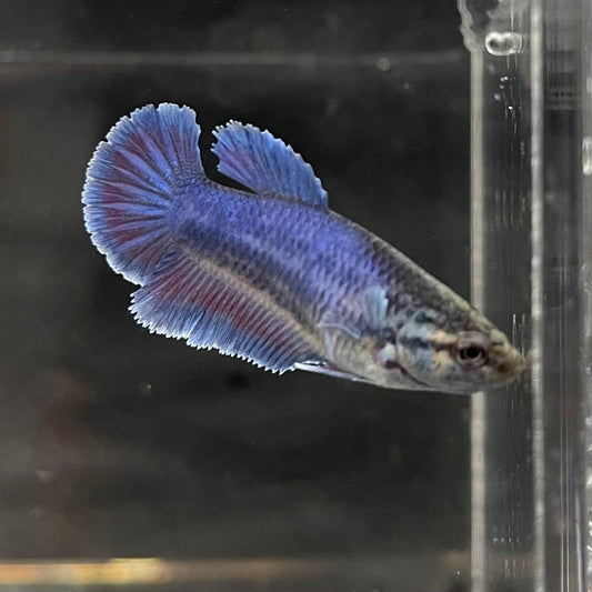 the-fish-farm Female Betta Female Betta - One Only - I Choose your own Female Betta at The Fish Farm Australia