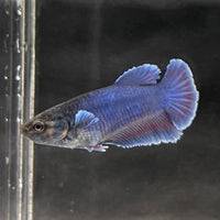 the-fish-farm Female Betta Female Betta - One Only - I Choose your own Female Betta at The Fish Farm Australia