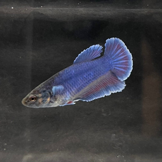 the-fish-farm Female Betta Female Betta - One Only - I Choose your own Female Betta at The Fish Farm Australia
