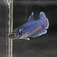 the-fish-farm Female Betta Female Betta - One Only - I Choose your own Female Betta at The Fish Farm Australia