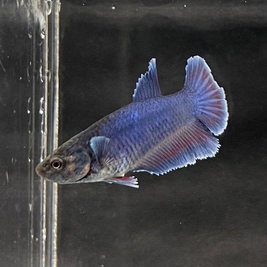 the-fish-farm Female Betta Female Betta - One Only - I Choose your own Female Betta at The Fish Farm Australia