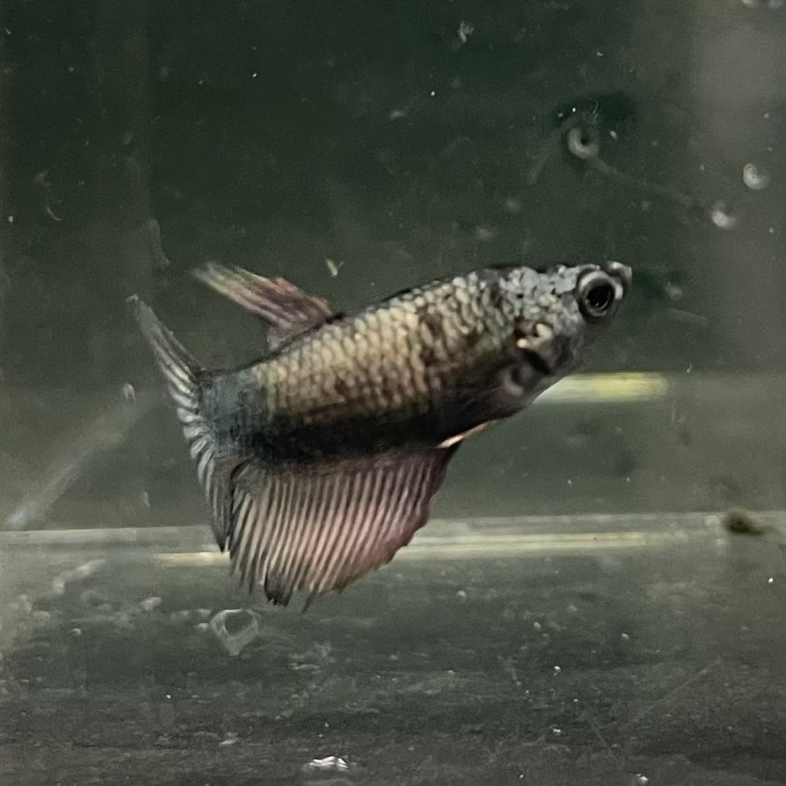 the-fish-farm Female Betta Female Betta - One Only - I Choose your own Female Betta at The Fish Farm Australia